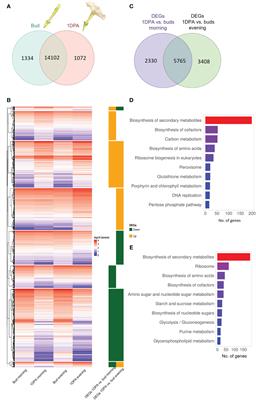 Developmental and temporal changes in petunia petal transcriptome reveal scent-repressing plant-specific RING–kinase–WD40 protein